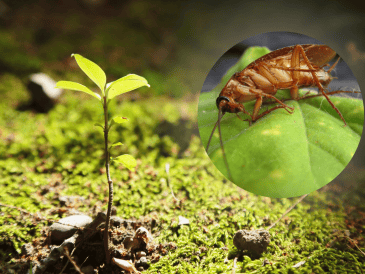 Las cucarachas buscan principalmente alimento, agua y refugio. CANVA