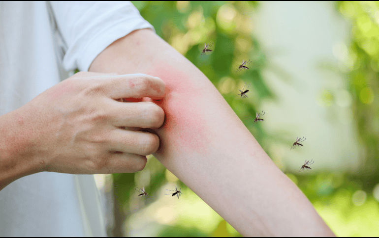La respuesta tiene que ver con una combinación de factores biológicos, químicos y ambientales que hacen que ciertos individuos sean más fáciles de detectar para especies como Aedes aegypti, uno de los mosquitos más estudiados por la comunidad científica. CANVA