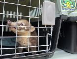 A su llegada los oficiales detectaron una maleta con varios animales, la cual fue asegurada. CORTESÍA