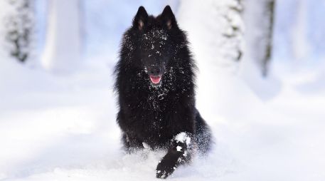 El entorno en el que vive un perro influye directamente en su salud física y emocional, por lo que es importante ofrecerle un espacio seguro. CANVA