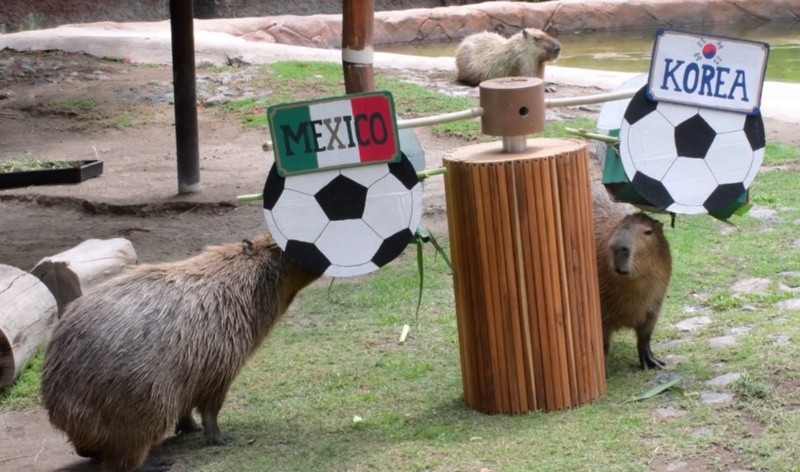 CORTESÍA/ Zoológico Guadalajara  