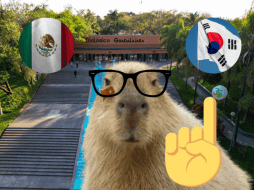 Los capibaras probaron el enriquecimiento de cada uno de los países. ESPECIAL/ EL INFORMADOR/ ARCHIVO/ Unsplash