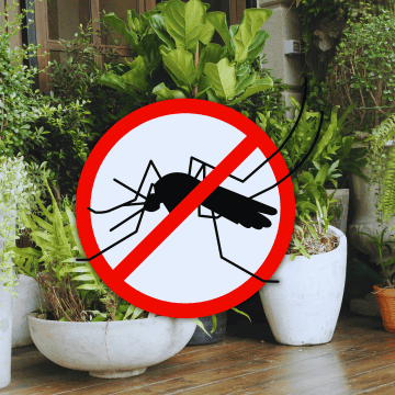 Estos repelentes vivos liberan aceites esenciales y fragancias en el aire, creando una barrera invisible. ESPECIAL / CANVA
