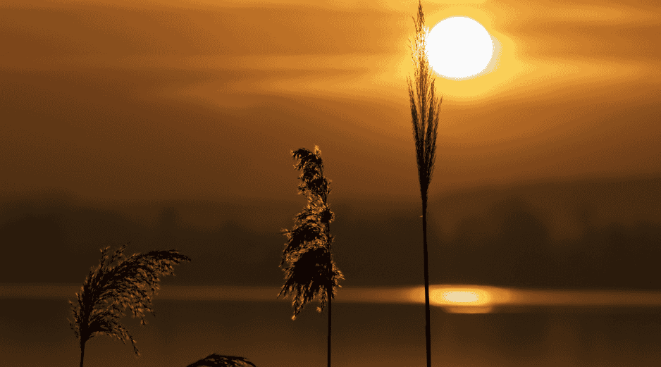 Desde una perspectiva científica, el solsticio de verano ocurre en el instante exacto en que el Polo Norte de la Tierra alcanza su máxima inclinación hacia el Sol. CANVA