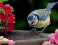 ¿Es posible despertar hoy con el relajante canto de los pájaros? Elegir las especies adecuadas transformará cualquier jardín en santuario. CANVA