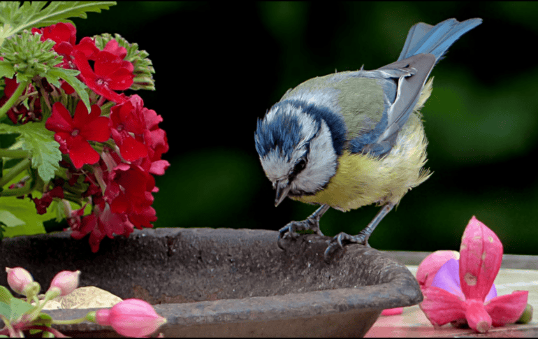 ¿Es posible despertar hoy con el relajante canto de los pájaros? Elegir las especies adecuadas transformará cualquier jardín en santuario. CANVA