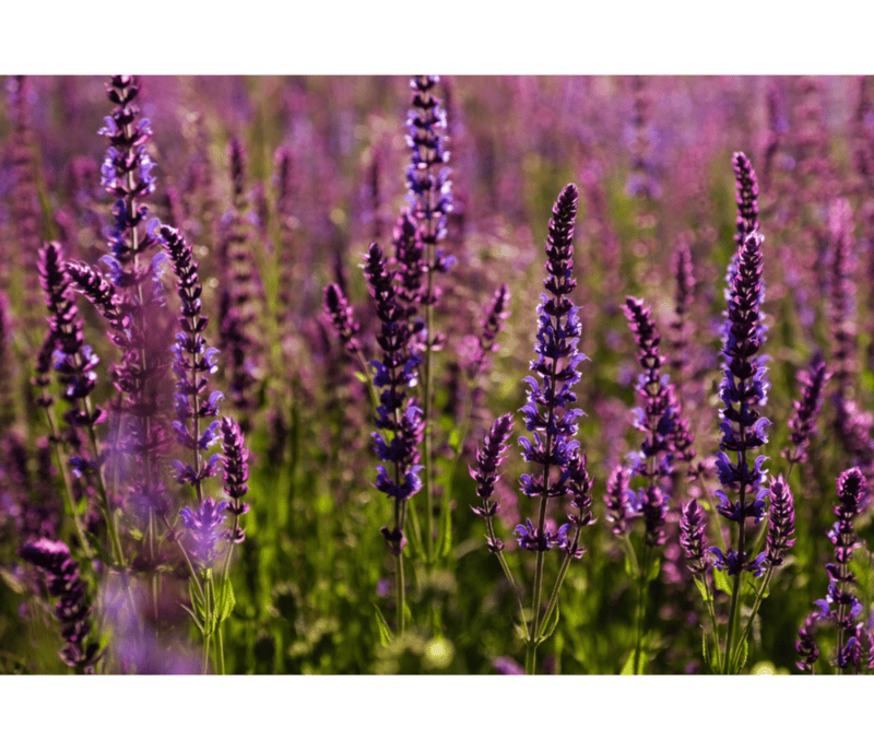 Salvia es el género de plantas más numeroso de la familia de las lamiáceas. CANVA&nbsp;