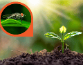 estas especies funcionan como un complemento natural que aprovecha mecanismos desarrollados por las propias plantas para defenderse. CANVA
