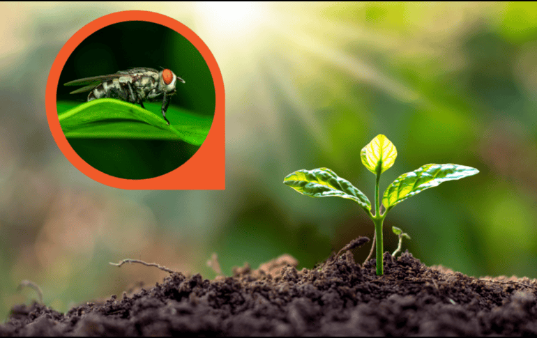 estas especies funcionan como un complemento natural que aprovecha mecanismos desarrollados por las propias plantas para defenderse. CANVA