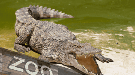 De acuerdo con la información disponible en el sitio web del Johnsons Zoo, el parque alberga más de un centenar de ejemplares de distintas especies. CANVA