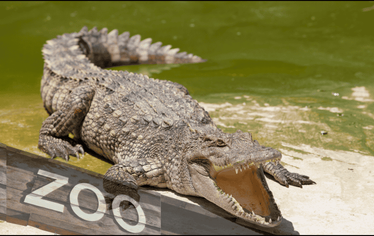 De acuerdo con la información disponible en el sitio web del Johnsons Zoo, el parque alberga más de un centenar de ejemplares de distintas especies. CANVA