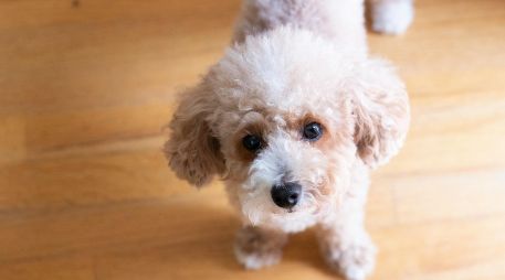 Existen razas de perros específicas cuyo pelaje tiene un ciclo de vida mucho más largo. UNSPLASH / C. CHAE