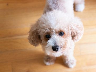 Existen razas de perros específicas cuyo pelaje tiene un ciclo de vida mucho más largo. UNSPLASH / C. CHAE