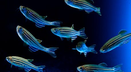 Los microexones son fragmentos extremadamente cortos de ADN que se empalman en los genes neuronales. EFE / J. Manuel