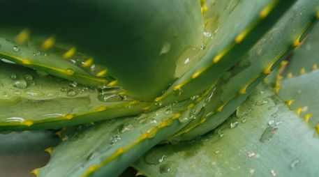 El aloe vera es excelente para filtrar el aire interior. UNSPLASH