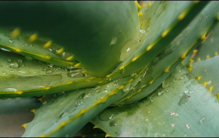 El aloe vera es excelente para filtrar el aire interior. UNSPLASH