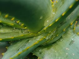 El aloe vera es excelente para filtrar el aire interior. UNSPLASH