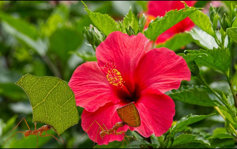 Al igual que las rosas, su vulnerabilidad a las plagas chupadoras de savia crea un ecosistema perfecto para la proliferación de colonias. ESPECIAL / CANVA