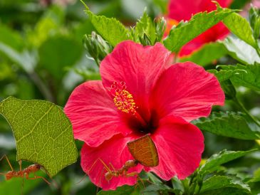 Al igual que las rosas, su vulnerabilidad a las plagas chupadoras de savia crea un ecosistema perfecto para la proliferación de colonias. ESPECIAL / CANVA