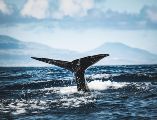 La ministra de Industria y Comercio islandesa, Hanna Katrín Friðriksson, anunció en abril que tiene previsto presentar un proyecto de ley para prohibir finalmente la caza comercial de ballenas. ESPECIAL / CANVA