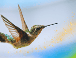 Algunas leyendas sugieren que cuando un colibrí se acerca a una persona, es porque esta necesita sanar y liberar energías negativas. ESPECIAL / CANVA