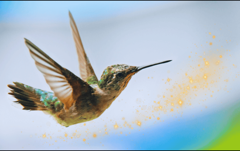 Algunas leyendas sugieren que cuando un colibrí se acerca a una persona, es porque esta necesita sanar y liberar energías negativas. ESPECIAL / CANVA