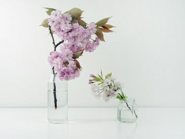 Conoce las técnicas infalibles y los trucos científicos que transformarán la manera en que se cuidan las flores, manteniéndolas frescas por semanas. Unsplash