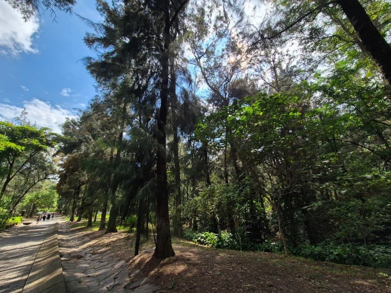 &nbsp;Muestra en el Bosque Los Colomos de la separación entre árboles. EL INFORMADOR / R. Bobadilla 