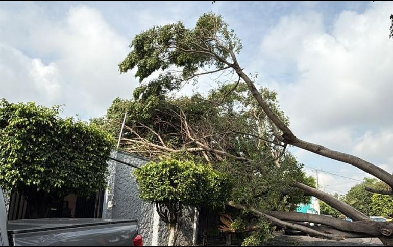 La AMBU señala que todo árbol que se viene abajo se sustituye. ESPECIAL