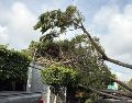 La AMBU señala que todo árbol que se viene abajo se sustituye. ESPECIAL