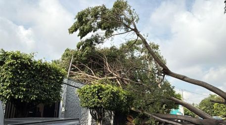 La AMBU señala que todo árbol que se viene abajo se sustituye. ESPECIAL
