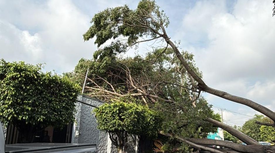 La AMBU señala que todo árbol que se viene abajo se sustituye. ESPECIAL