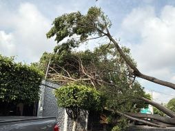 La AMBU señala que todo árbol que se viene abajo se sustituye. ESPECIAL