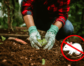 Estas son las especies botánicas más efectivas para mantener a los roedores fuera de tu hogar de manera natural, segura y sin necesidad de utilizar productos químicos tóxicos. CANVA