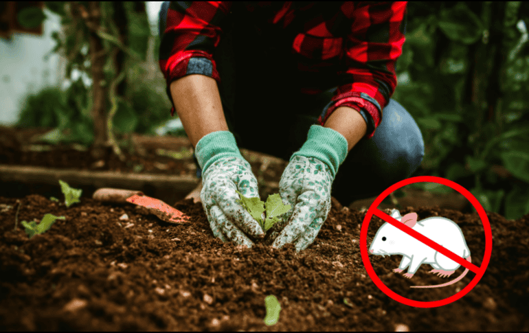 Estas son las especies botánicas más efectivas para mantener a los roedores fuera de tu hogar de manera natural, segura y sin necesidad de utilizar productos químicos tóxicos. CANVA