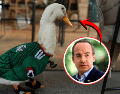 Hasta ahora, la FIFA no ha informado si responderá a la petición realizada por Felipe Calderón ni si existe algún mecanismo para otorgar regalías o apoyos económicos relacionados con la imagen del pato Merlín. ESPECIAL