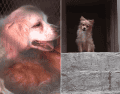 Personal de la Unidad de Investigación Especializada en Delitos Varios realizó diversas diligencias para verificar los hechos, confirmando que tanto la mujer como los animales se encontraban en malas condiciones de salud. ESPECIAL