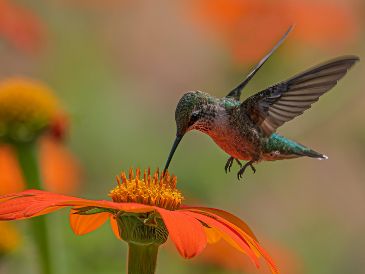 Los colibríes no solo alegran nuestros jardines con su belleza iridiscente, sino que son maravillas evolutivas. Explora cinco curiosidades increíbles sobre su vuelo, metabolismo y su rol vital en la naturaleza. Unsplash