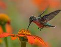 Los colibríes no solo alegran nuestros jardines con su belleza iridiscente, sino que son maravillas evolutivas. Explora cinco curiosidades increíbles sobre su vuelo, metabolismo y su rol vital en la naturaleza. Unsplash