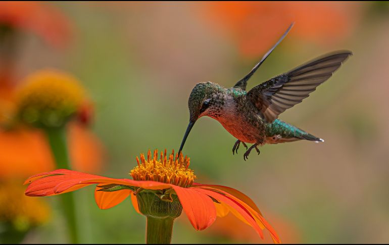 Los colibríes no solo alegran nuestros jardines con su belleza iridiscente, sino que son maravillas evolutivas. Explora cinco curiosidades increíbles sobre su vuelo, metabolismo y su rol vital en la naturaleza. Unsplash