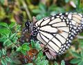 La llegada de una mariposa a tu hogar esconde un profundo mensaje del universo. NTX / ARCHIVO