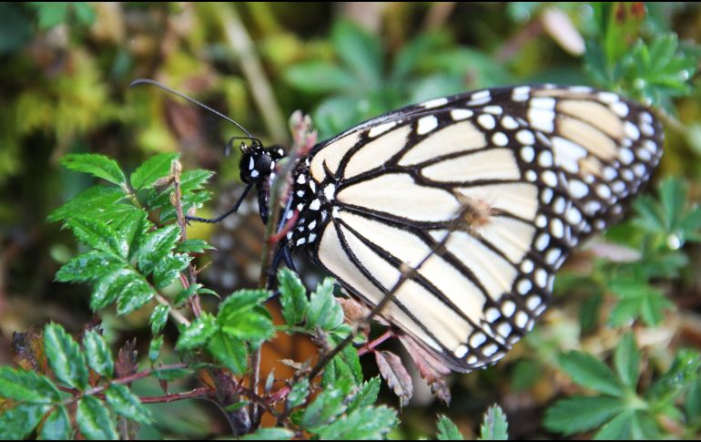 La llegada de una mariposa a tu hogar esconde un profundo mensaje del universo. NTX / ARCHIVO