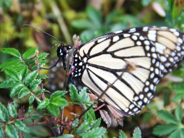 La llegada de una mariposa a tu hogar esconde un profundo mensaje del universo. NTX / ARCHIVO