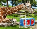Había dos pequeñas porterías con las iniciales de los equipos que las jirafas exploraron. CORTESÍA/ Zoológico Guadalajara