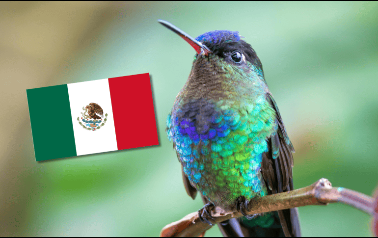 El Doricha eliza comparte con el resto de los colibríes características propias de la familia Trochilidae, como su pequeño tamaño y la capacidad de alimentarse del néctar de las flores gracias a su pico especializado. CANVA