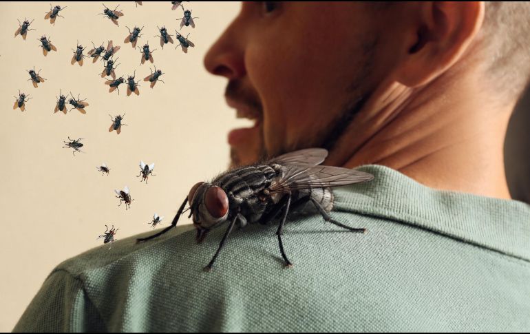 Más allá de la molestia que provoca su presencia o que nos hagan enojar cada vez que se posan sobre nuestros brazos o cabeza, las moscas representan un riesgo para la salud. ESPECIAL / CANVA