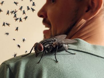 Más allá de la molestia que provoca su presencia o que nos hagan enojar cada vez que se posan sobre nuestros brazos o cabeza, las moscas representan un riesgo para la salud. ESPECIAL / CANVA