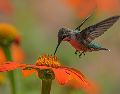 Los colibrís Son las únicas aves del mundo capaces de sostener un vuelo estacionario perfecto. UNSPLASH / D. LIMA