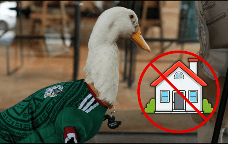 Criar un pato no tiene nada que ver con cuidar mascotas tradicionales como perros o gatos, estas aves necesitan atención especializada, alimentación diseñada para su especie. ESPECIAL
