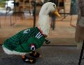 El pato Merlín, con una playera de la Selección mexicana a la medida, aparece sentado frente a un café de la Ciudad de México. AP/M. Ugarte